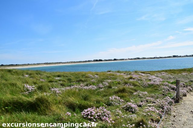 Végétations le long du sentier de La torche