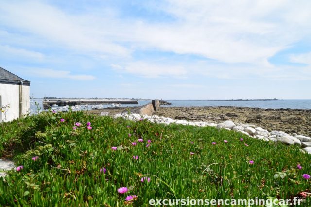 Végétation de bord de mer à Lesconil