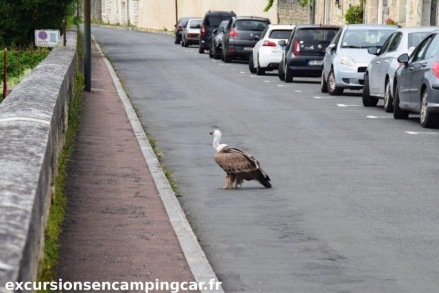 Un rapace se promene dans les rues de Chauvigny