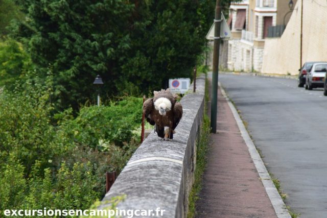 Un rapace vient nous accueillir à Chauvigny