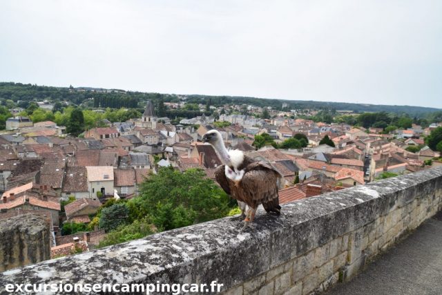 Un rapace nous accueil à Chauvigny
